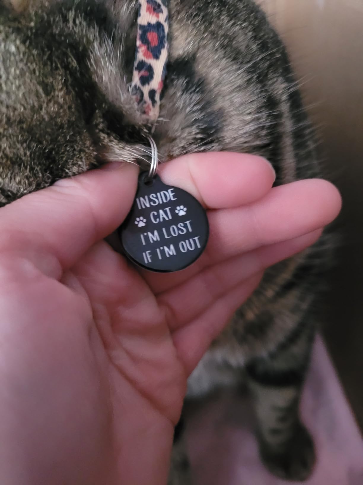 Inside Cat I'm Lost If I'm Out