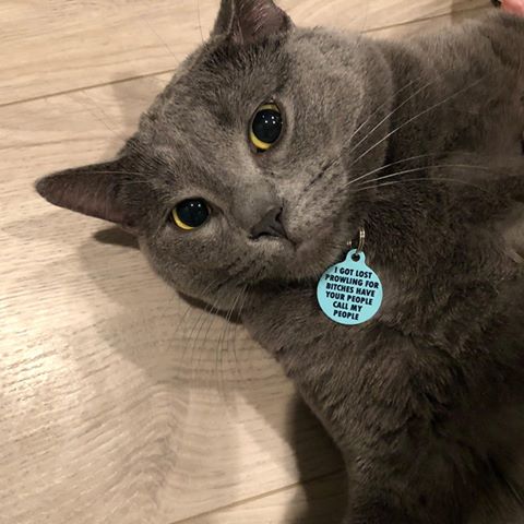 I Got Lost Prowling For Bitches